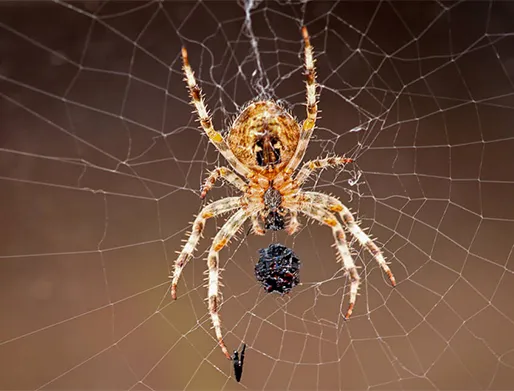 Dedetização de Aranhas no Jardim Vila Carrão