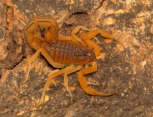 Dedetização de Escorpiões no Jardim Vila Carrão
