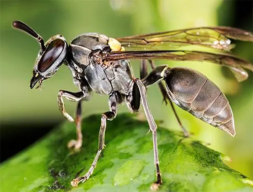 Dedetização de Marimbondos no Jardim Vila Carrão