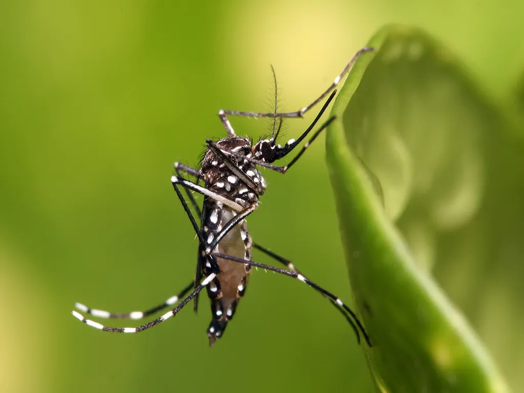 Dedetização de Mosquitos no Jardim Vila Carrão