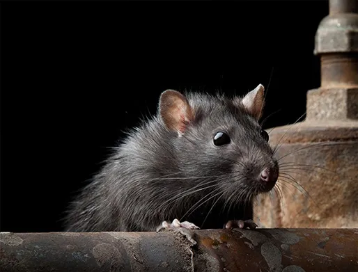 Dedetização de Ratos no Jardim Vila Carrão